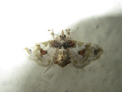 Leucinodes orbonalis