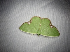 Comibaena procumbaria