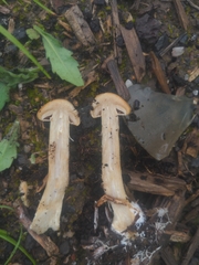Agrocybe praecox