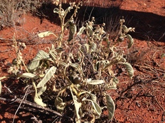 Solanum quadriloculatum