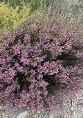 Boronia glabra