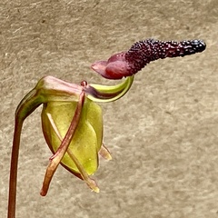 Caleana nigrita