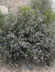 Boronia glabra