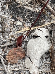 Caleana nigrita