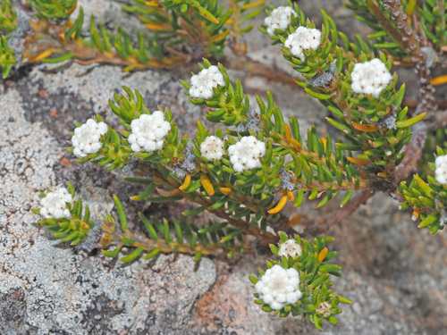 Oldhead Hardleaf (Phylica laevis)