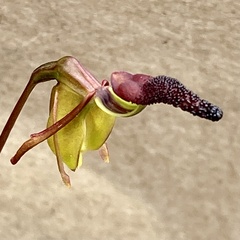 Caleana nigrita