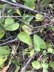 Viola