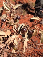 Solanum quadriloculatum