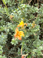 Oenothera drummondii