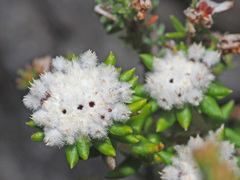 Phylica laevis