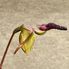 Caleana nigrita