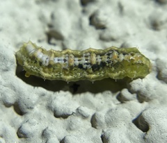 Dioprosopa clavata