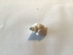 Neogastropoda