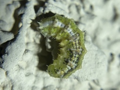 Dioprosopa clavata