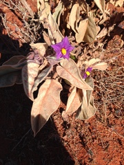 Solanum quadriloculatum