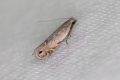 Battaristis nigratomella