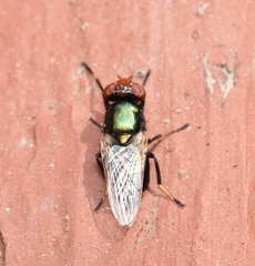 Physiphora