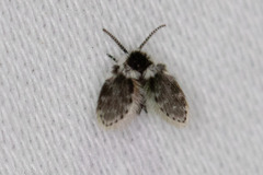 Lepiseodina conspicua