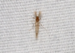 Chaoborus punctipennis