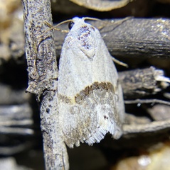 Ponometia elegantula