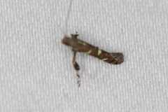 Caloptilia triadicae