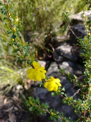 Hibbertia circumdans