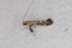 Caloptilia triadicae