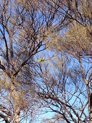 Melopsittacus undulatus