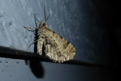 Xanthorhoe semifissata