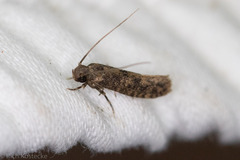 Cephitinea obscurostrigella