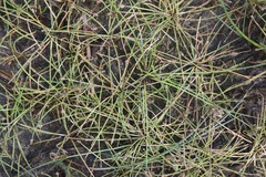 Eleocharis flavescens