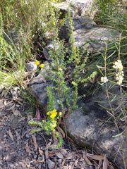 Hibbertia circumdans