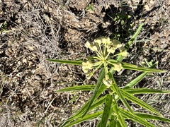 Asclepias asperula