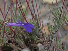 Lobelia chamaepitys