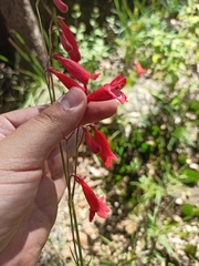 Penstemon