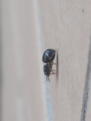 Harmochirus insulanus