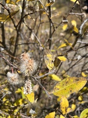 Salix glauca