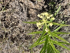 Asclepias asperula