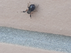 Harmochirus insulanus