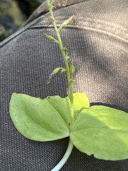 Neottia convallarioides