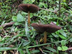 Psilocybe caerulescens