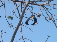 Pteropus seychellensis comorensis