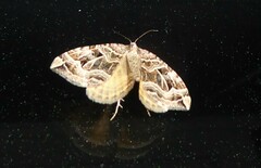 Xanthorhoe semifissata