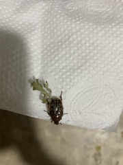 Euphoria leucographa