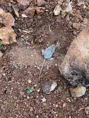 Peromyscus sonoriensis