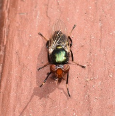 Physiphora