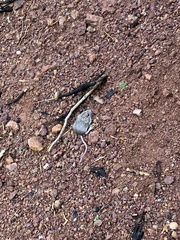 Peromyscus sonoriensis