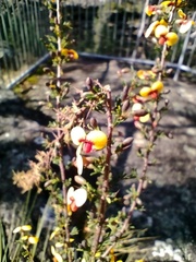 Dillwynia ramosissima