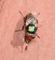 Physiphora