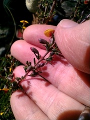 Dillwynia ramosissima